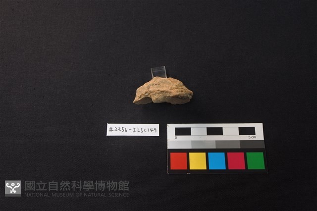 陶片藏品圖，第3張