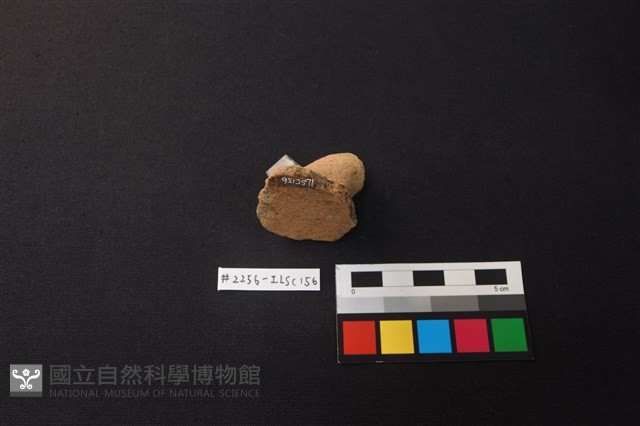 陶片藏品圖，第3張