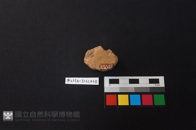 陶片藏品圖，第3張