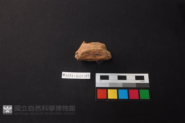 陶片藏品圖，第3張