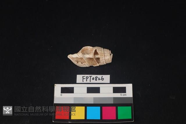 貝殼藏品圖，第1張