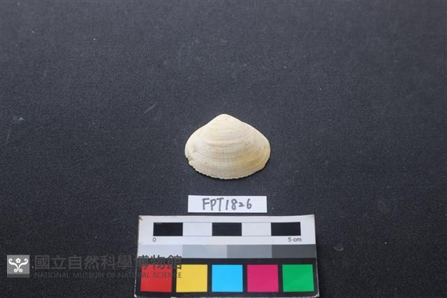 貝殼藏品圖，第1張