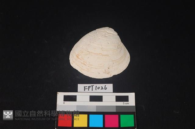 貝殼藏品圖，第1張