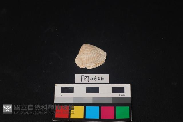 貝殼藏品圖，第1張