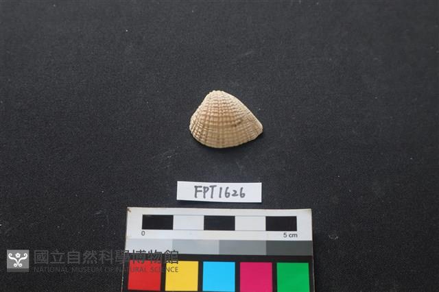 貝殼藏品圖，第1張