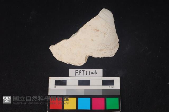 貝殼藏品圖，第1張