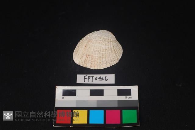 貝殼藏品圖，第1張