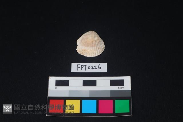 貝殼藏品圖，第1張