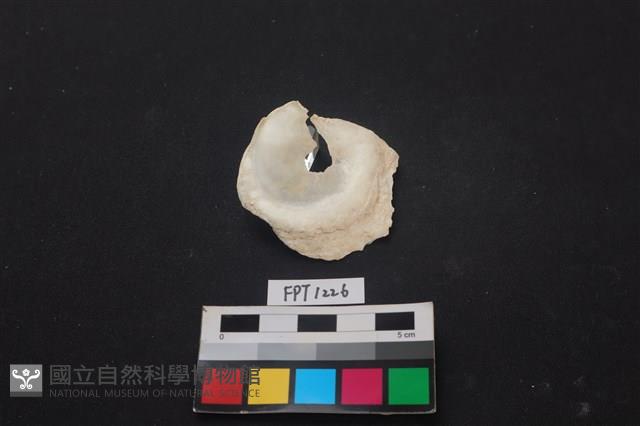 貝殼藏品圖，第1張