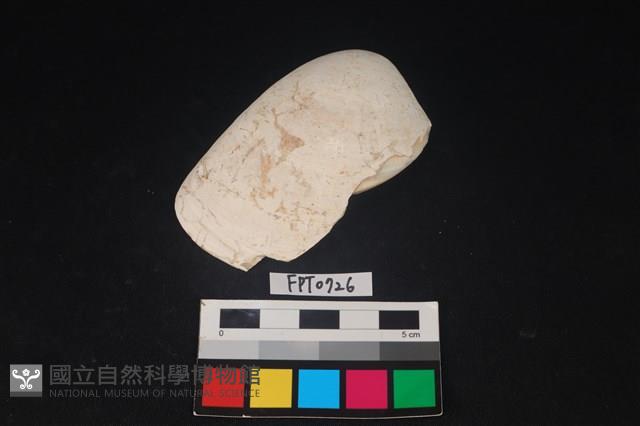 貝殼藏品圖，第1張