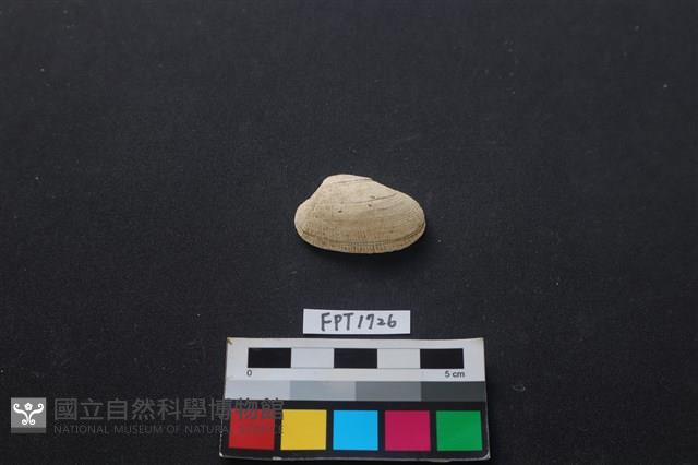 貝殼藏品圖，第1張