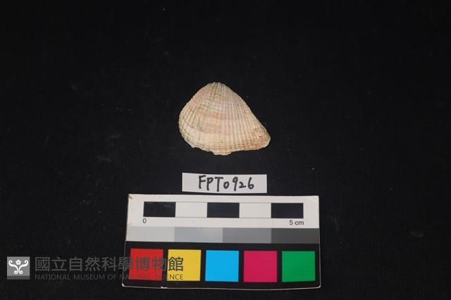 貝殼藏品圖，第1張