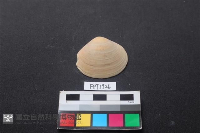 貝殼藏品圖，第1張