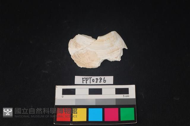 貝殼藏品圖，第1張