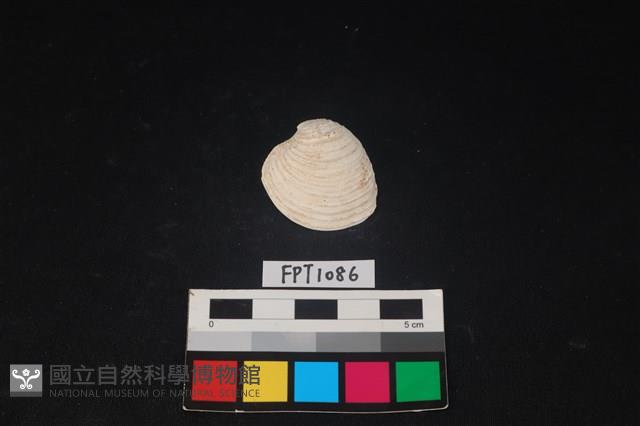 貝殼藏品圖，第1張
