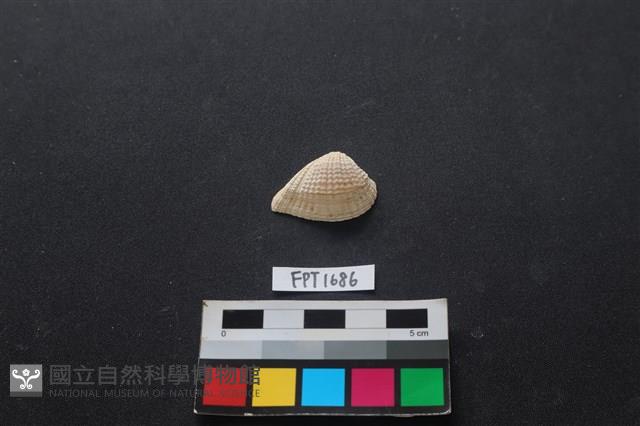 貝殼藏品圖，第1張