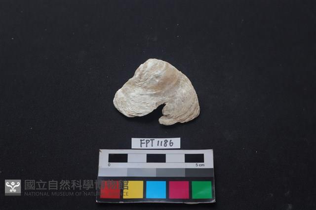 貝殼藏品圖，第1張