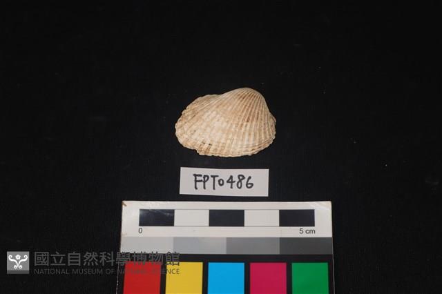 貝殼藏品圖，第1張