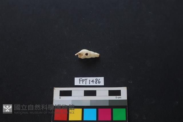 貝殼藏品圖，第1張