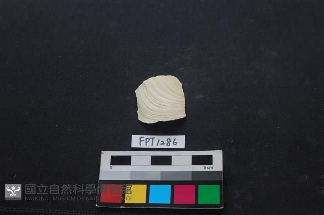 貝殼藏品圖，第1張