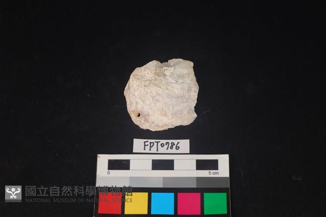 貝殼藏品圖，第1張