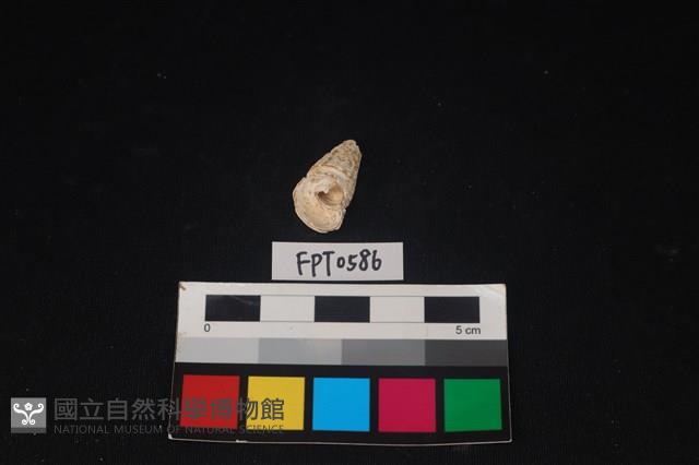 貝殼藏品圖，第1張