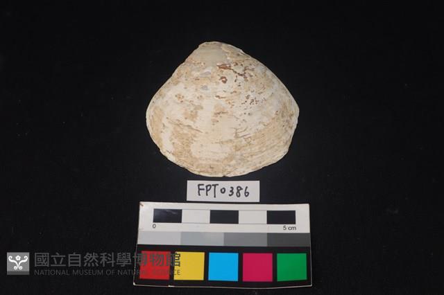 貝殼藏品圖，第1張