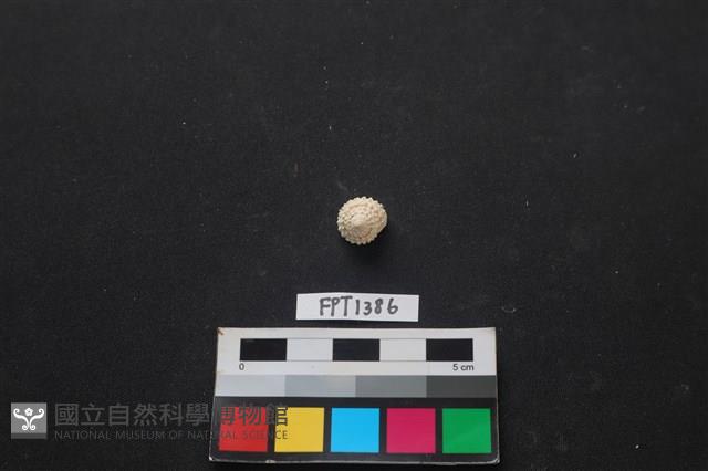 貝殼藏品圖，第1張
