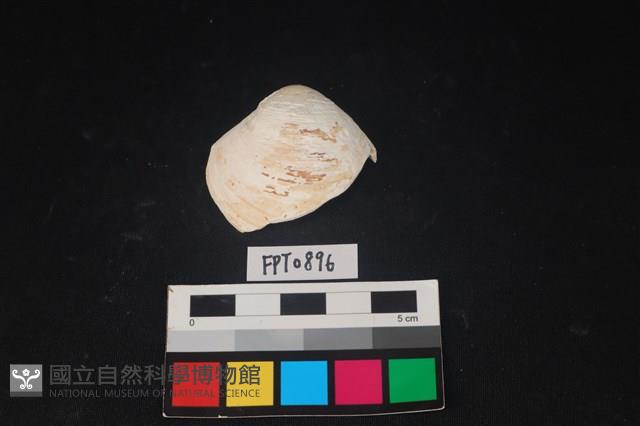 貝殼藏品圖，第1張