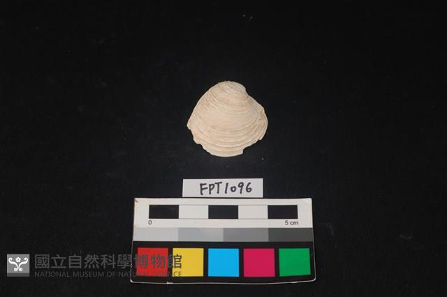 貝殼藏品圖，第1張