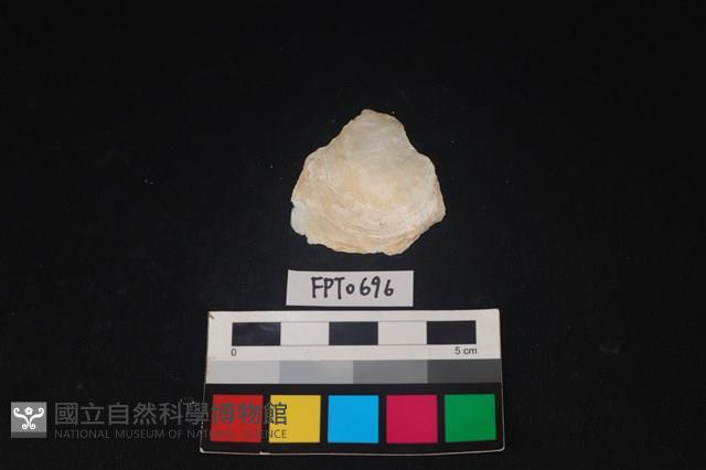 貝殼藏品圖，第1張