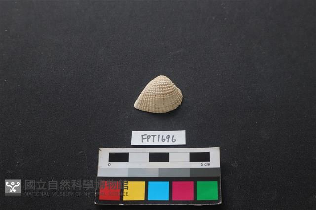 貝殼藏品圖，第1張
