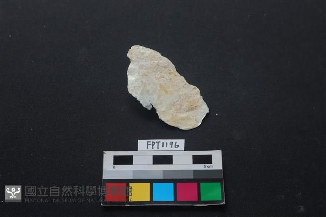 貝殼藏品圖，第1張