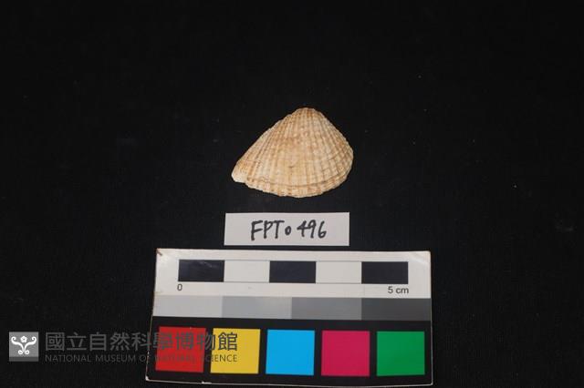 貝殼藏品圖，第1張