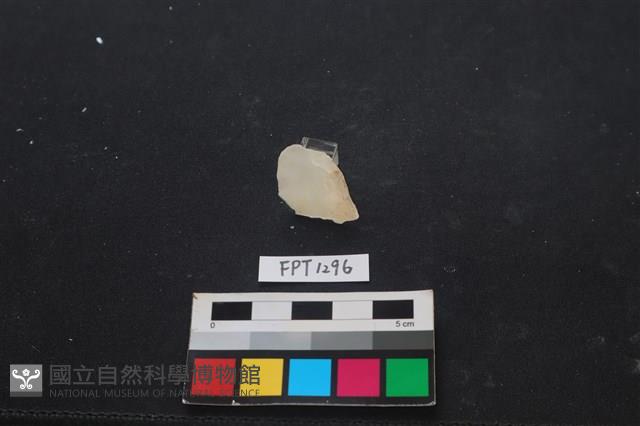 貝殼藏品圖，第1張