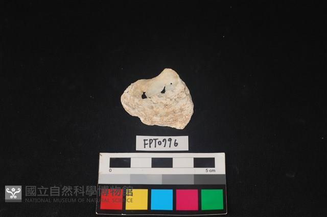 貝殼藏品圖，第1張