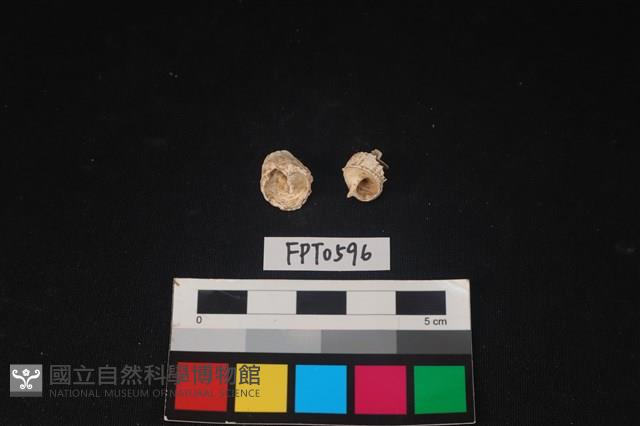 貝殼藏品圖，第1張