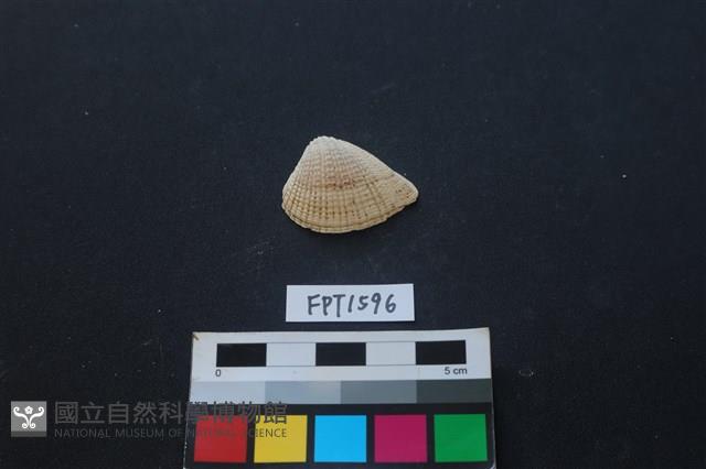 貝殼藏品圖，第1張