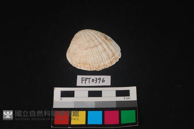 貝殼藏品圖，第1張