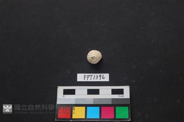 貝殼藏品圖，第1張