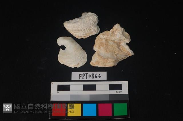 貝殼藏品圖，第1張