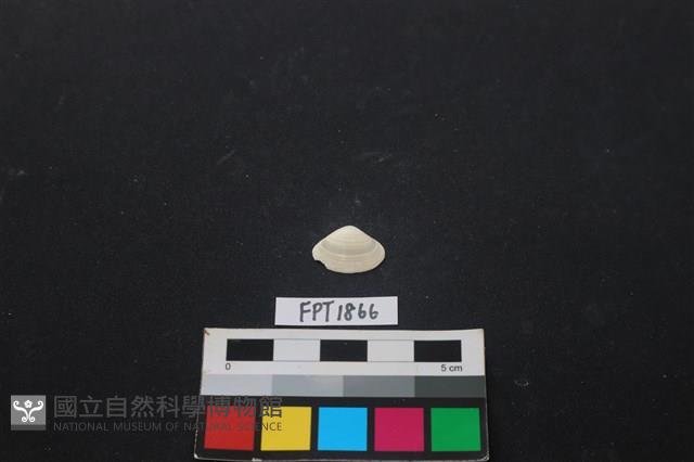 貝殼藏品圖，第1張