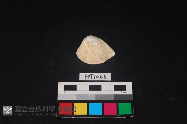 貝殼藏品圖，第1張