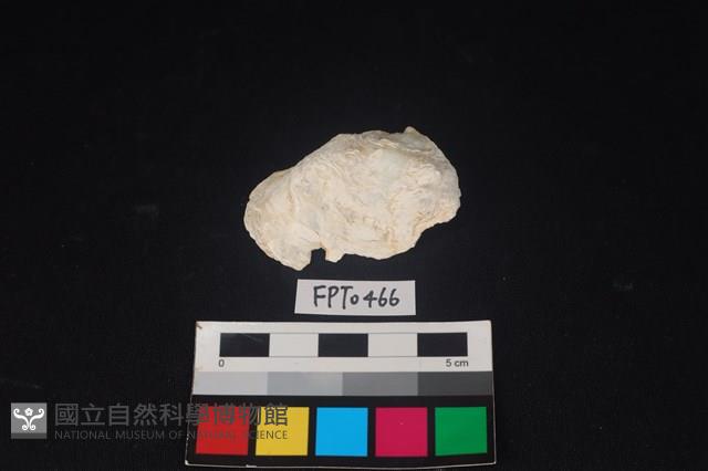 貝殼藏品圖，第1張