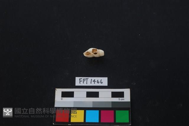 貝殼藏品圖，第1張