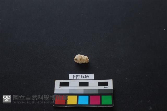 貝殼藏品圖，第1張