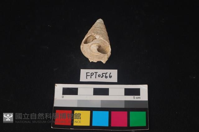 貝殼藏品圖，第1張