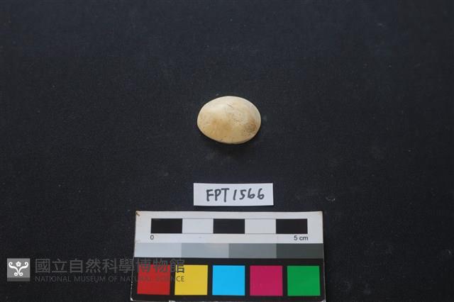 貝殼藏品圖，第1張