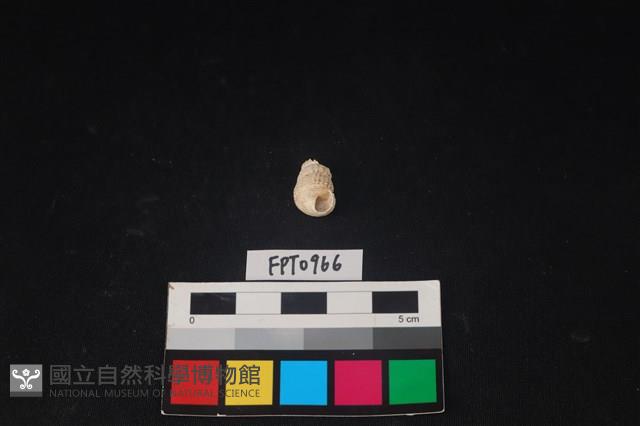 貝殼藏品圖，第1張