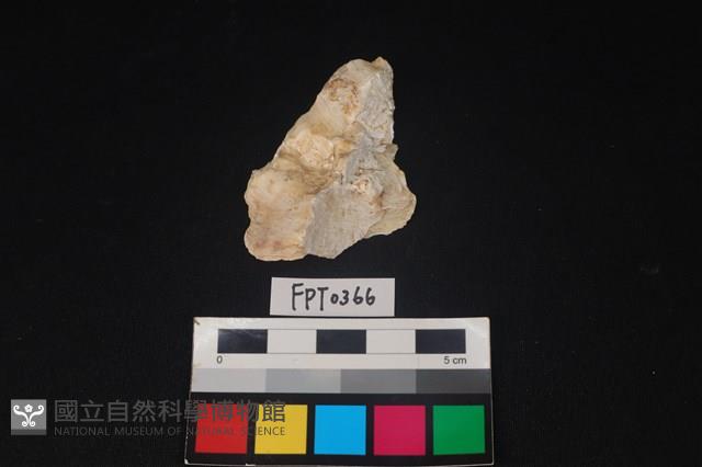 貝殼藏品圖，第1張